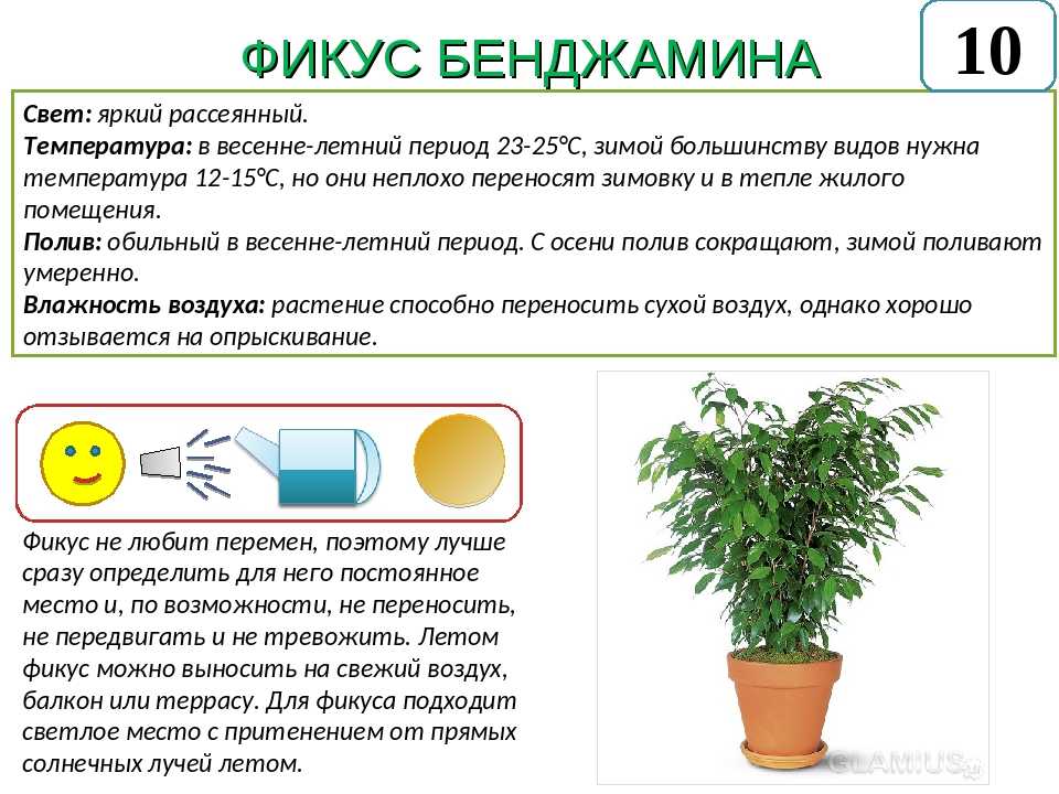 Покажем подборку различных видов фикусов и расскажем про особенности ухода