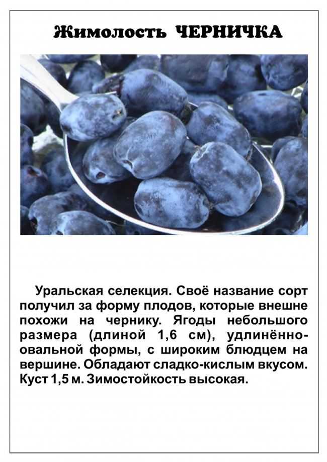 Выращивание жимолости – сорта, посадка и правила ухода