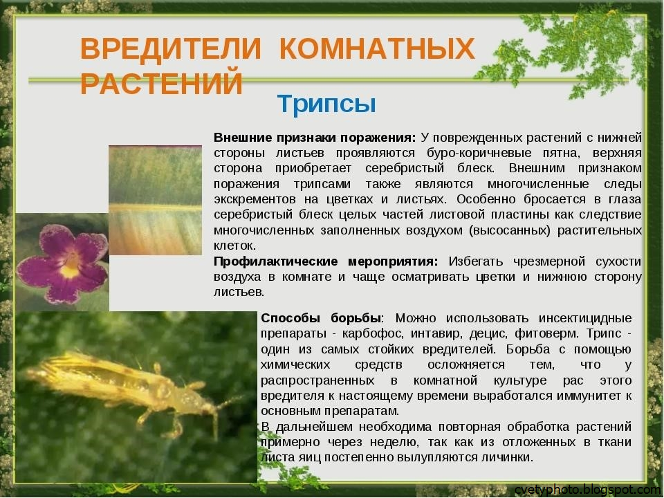 Виды вредителей комнатных растений с фото: как бороться с ними, какие признаки болезней  растений, чем обрабатывать в домашних условиях