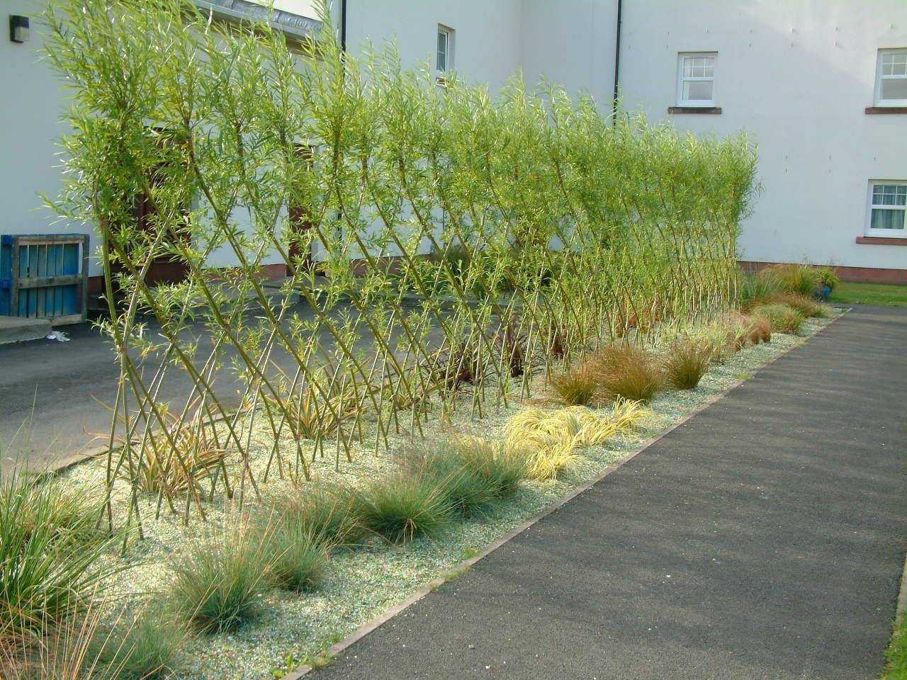 Выбор растений для живой изгороди: деревья и кустарники, быстрорастущие и многолетние