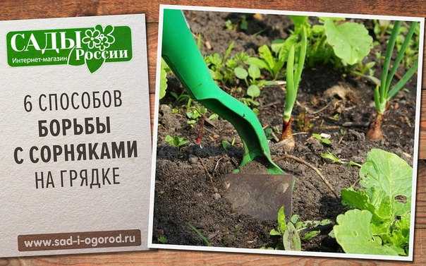 Виды сорняков огорода: названия, описания с фото