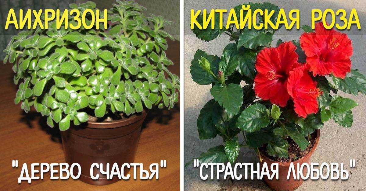 Какие цветы обязательно должны быть в доме (с фото)