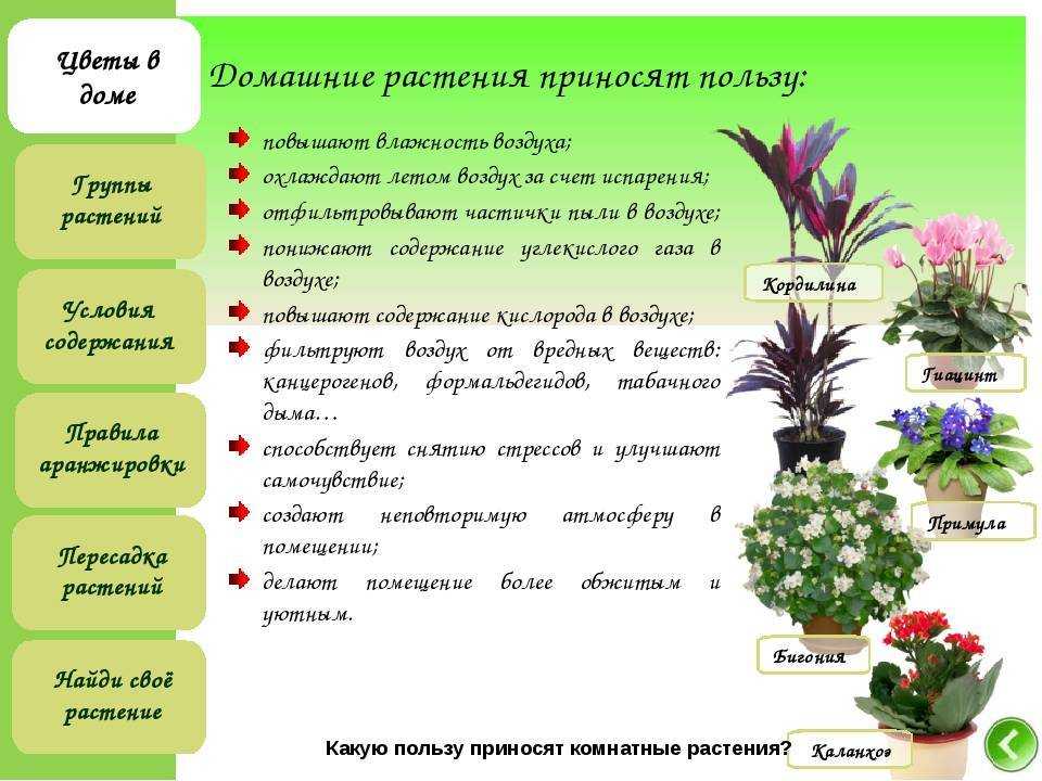 Какие цветы нельзя держать дома: фото и названия