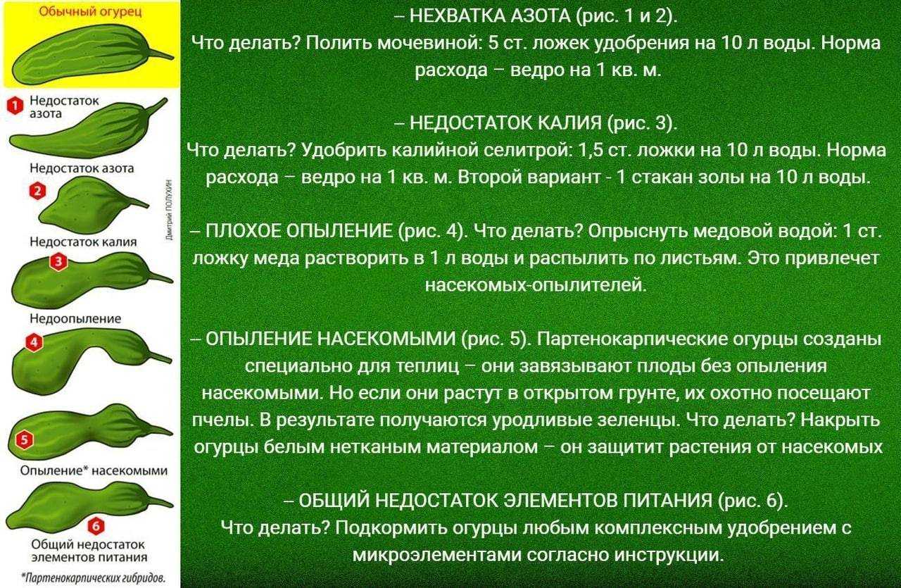 Подкормка огурцов для большого урожая: чем и как удобрять
