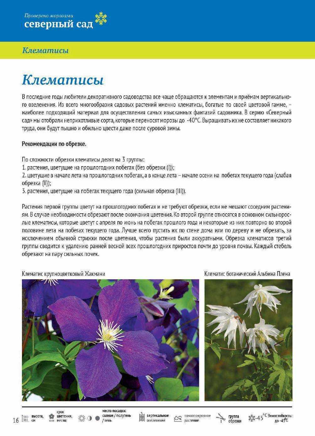 Клематис (80 фото) - виды, правильный уход и выращивание