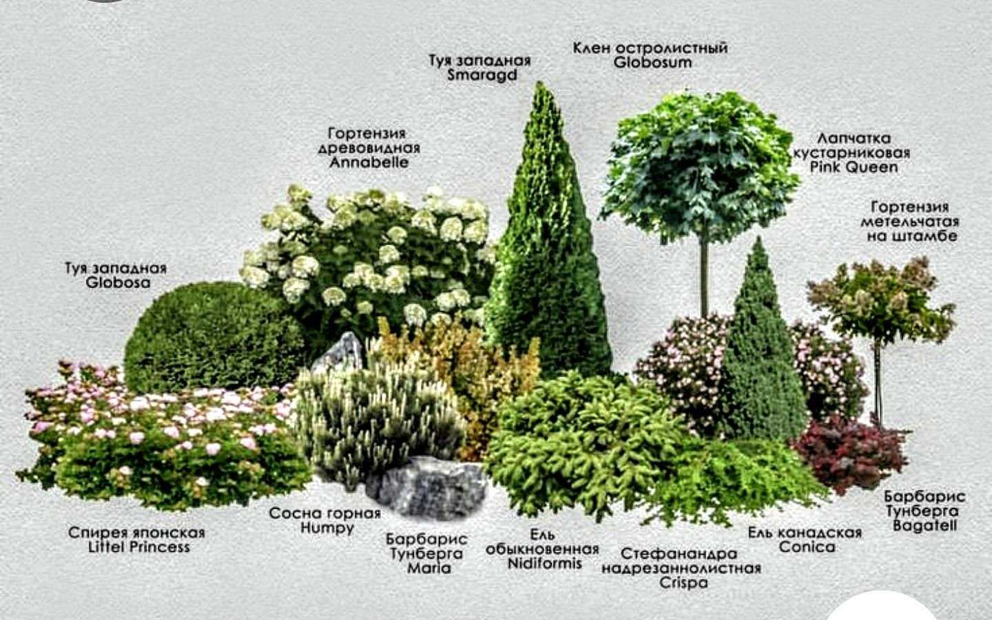 Миксбордеры с хвойниками и многолетниками + фото