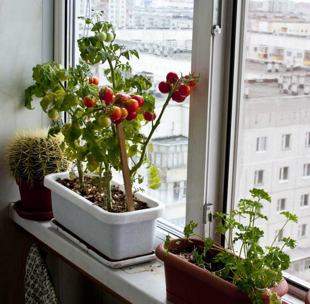 Какие комнатные растения можно вырастить из косточки?