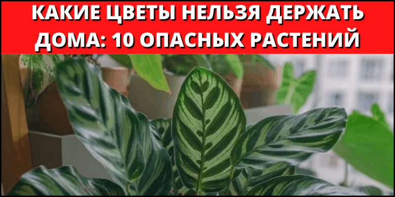 Какие цветы нельзя держать дома, причины и связанные с ними народные приметы
