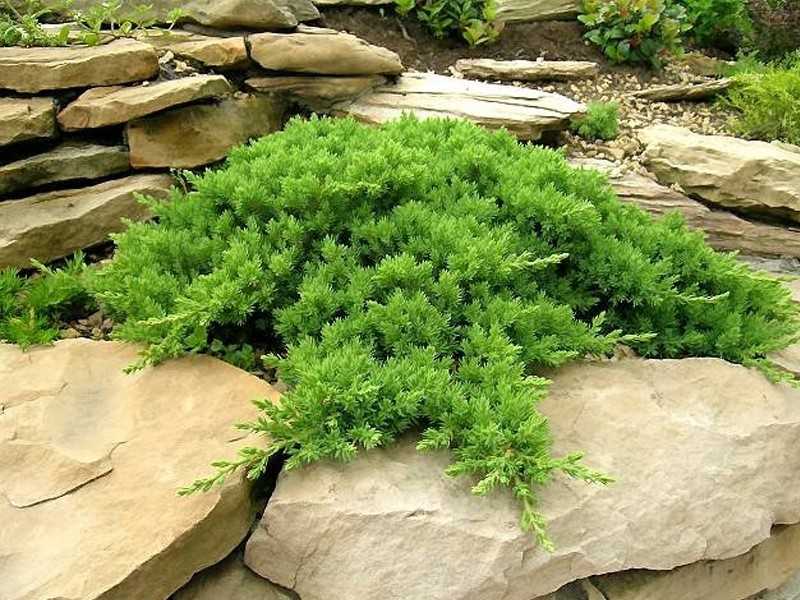 Карликовая горная сосна: посадка, уход и размножение