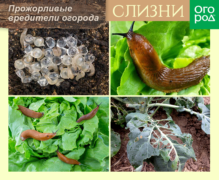 Обзор лучших препаратов от слизней: гроза, улицид, слизнеед, антислизень и хищник