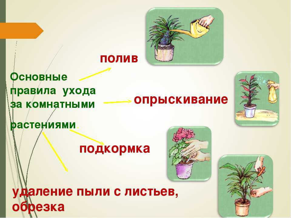 Уход за орхидеями для новичков: как правильно поливать, выращивать и пересаживать цветок начинающим цветоводам, фото и видео от специалистов