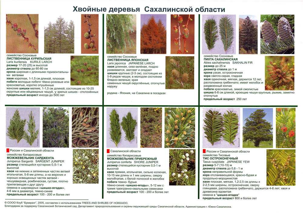 Срочное озеленение: хвойные и другие быстрорастущие деревья