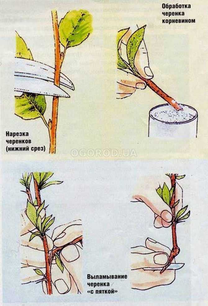 Размножение роз черенками в домашних условиях: способы, выращивание