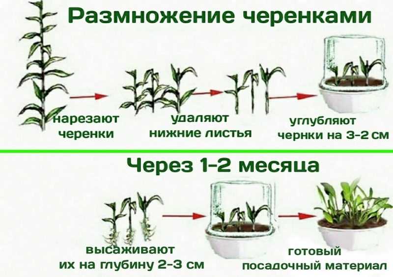 Как размножить жимолость черенками летом • посадка и уход