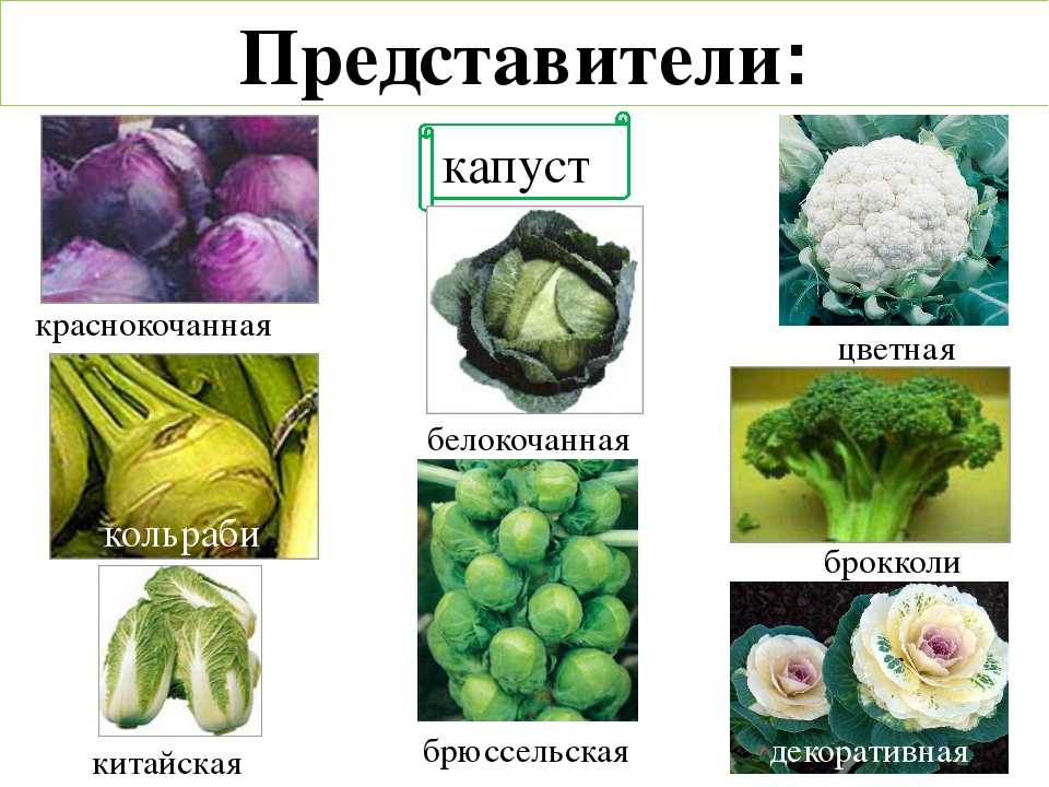 Топ 11 самых лучших сортов капусты для открытого грунта, фото, отзывы
