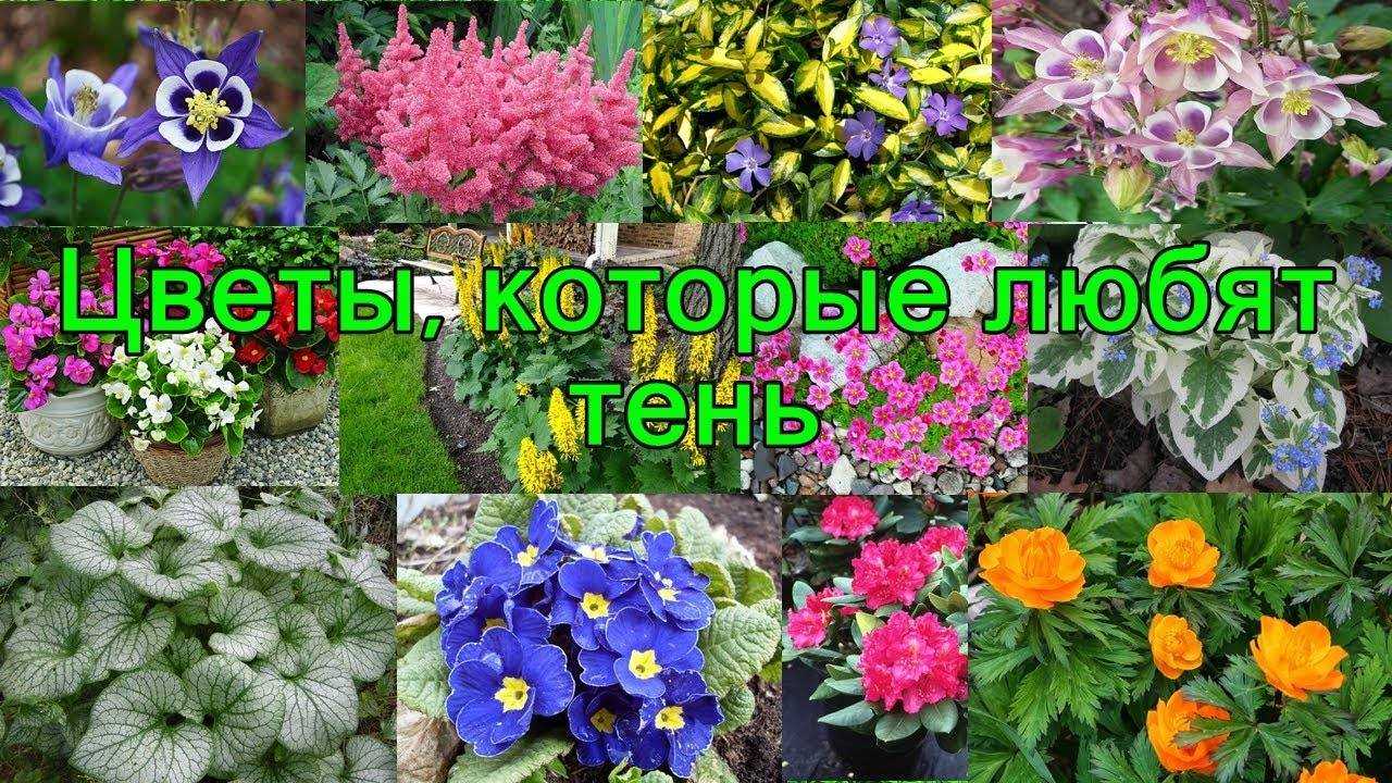 12 тенелюбивых растений для дачи, которые можно смело сажать в тени и наслаждаться их красотой