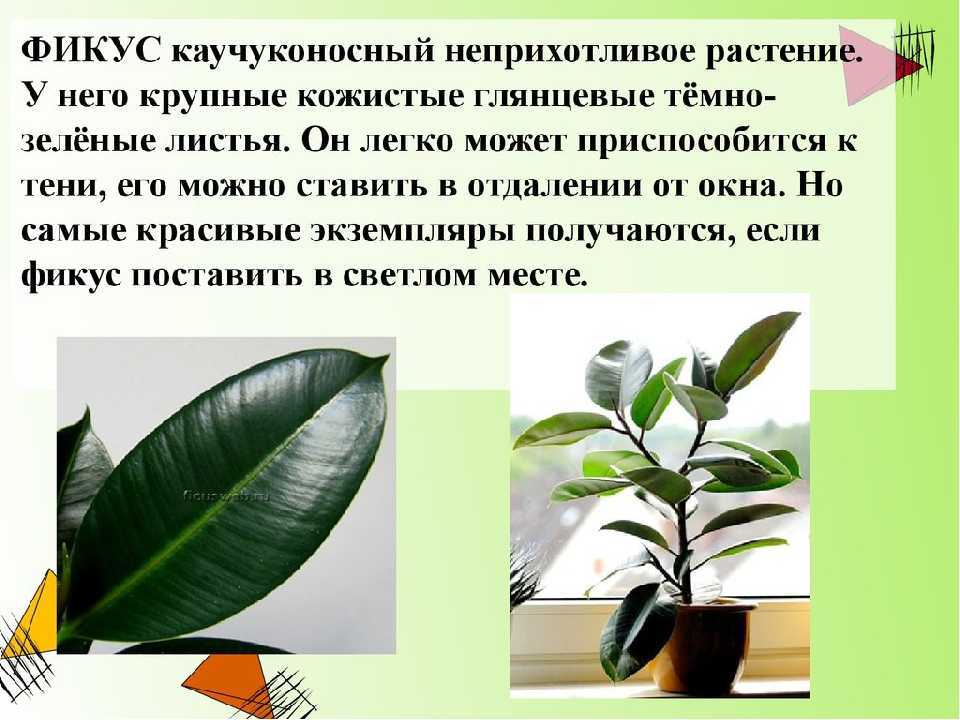 Разновидности фикусов с фото и названиями, уход и размножение