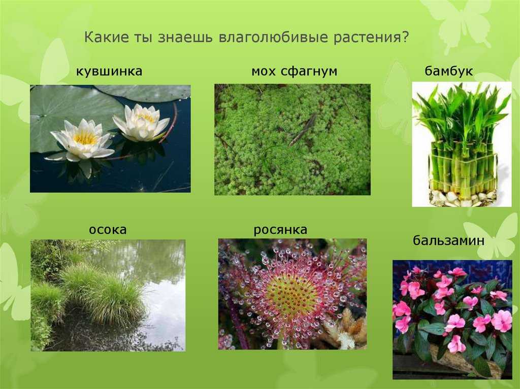 Топ-20 растений осушающие почву (для влажных и сырых почв)