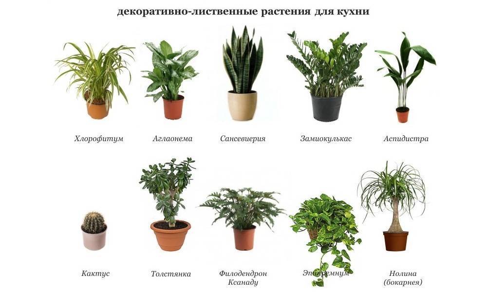 Растения для кухни (фото)