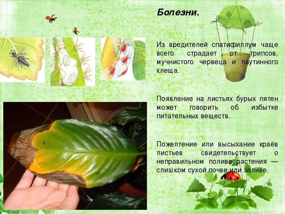 Домашний спатифиллум: уход в домашних условиях, фото спатифиллума и приметы, почему желтеют листья спатифиллума