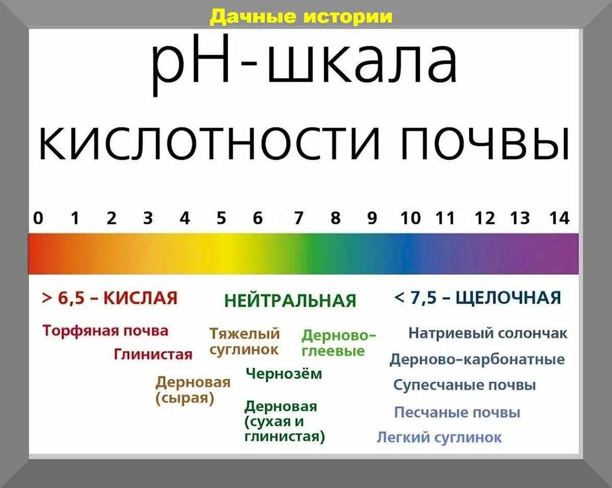 Как самостоятельно определить кислотность почвы на участке