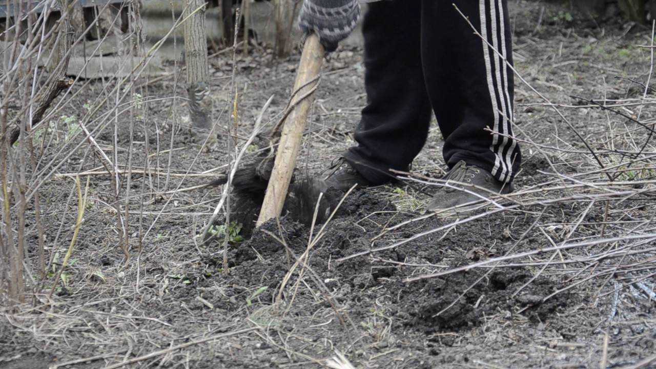 Как избавиться от поросли вишни ? на участке, как бороться в саду, навсегда выкорчевать, удалить отростки корней | qlumba.com