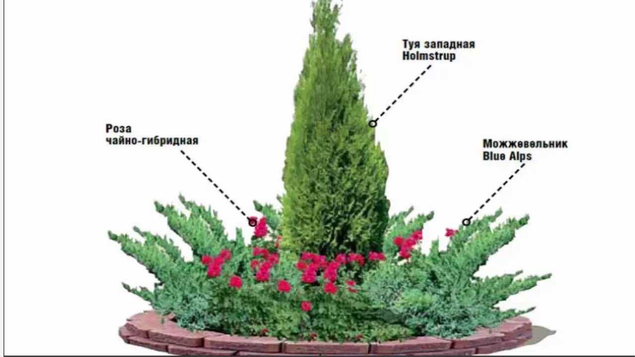 Туя в ландшафтном дизайне
