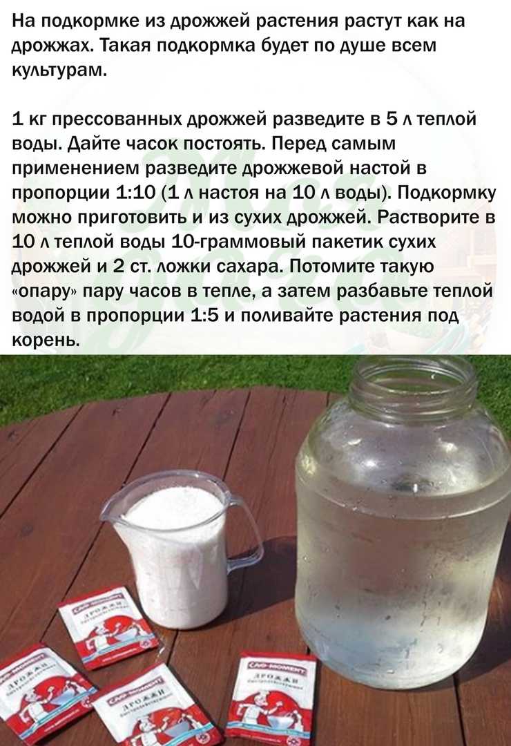 Подкормка дрожжами овощей, садовых и комнатных растений