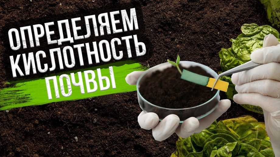 Как в домашних условиях определить кислотность почвы