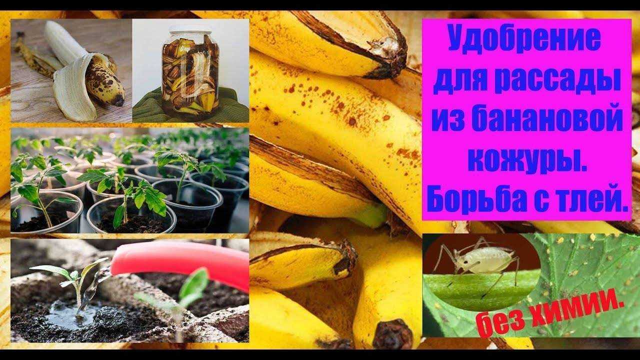 Удобрения из банановой кожуры для комнатных растений: различные подкормки для цветов из банановых шкурок