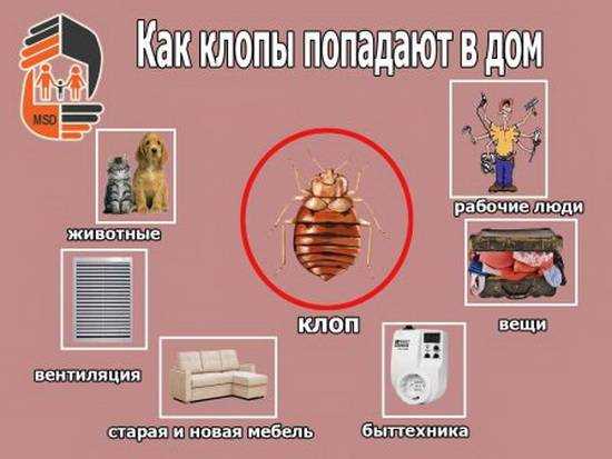 Расскажем, что делать, если у вас появились клопы: где их искать, как и чем лучше травить и как не допустить появления