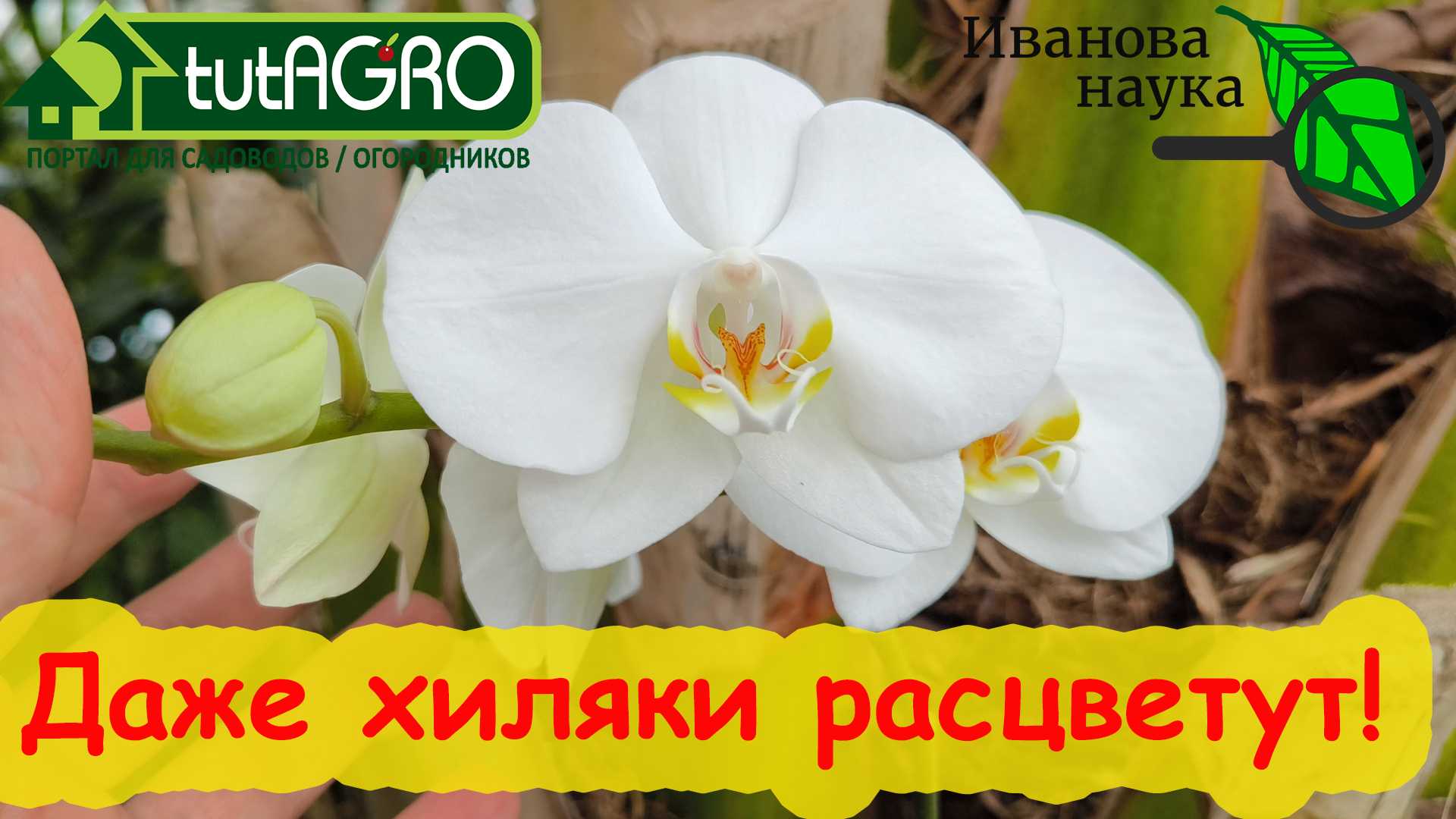 Стимуляторы и регуляторы роста – залог быстрого развития растений