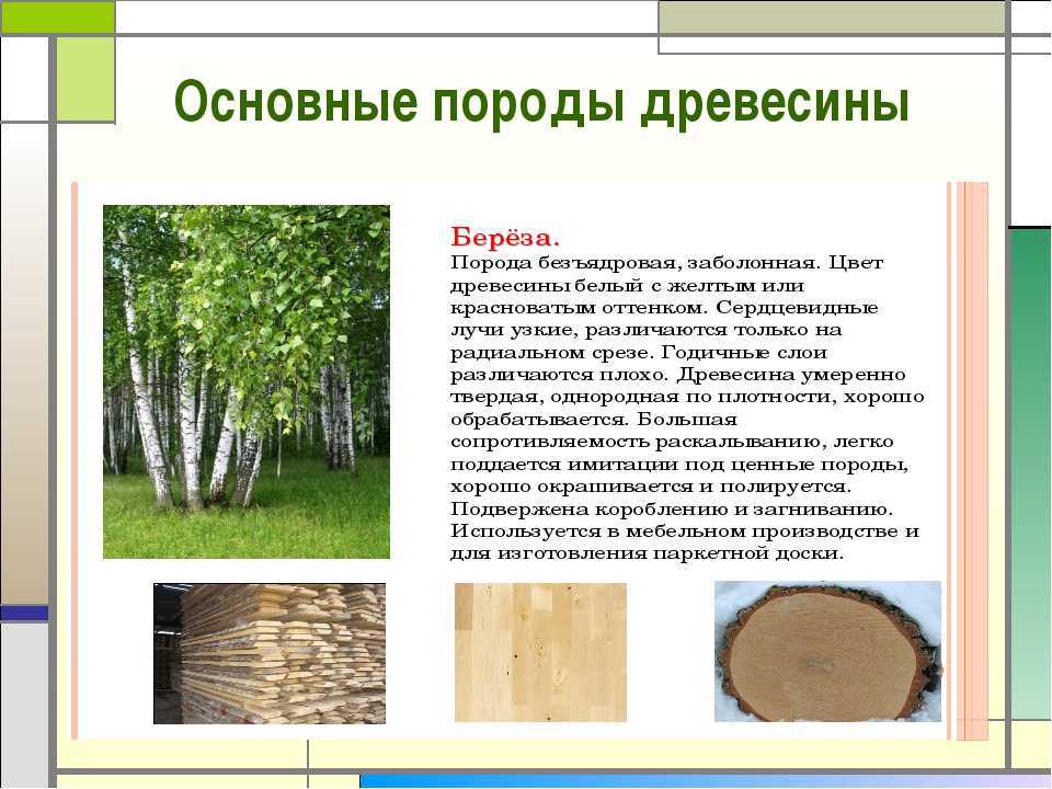 Твердость древесины разных пород