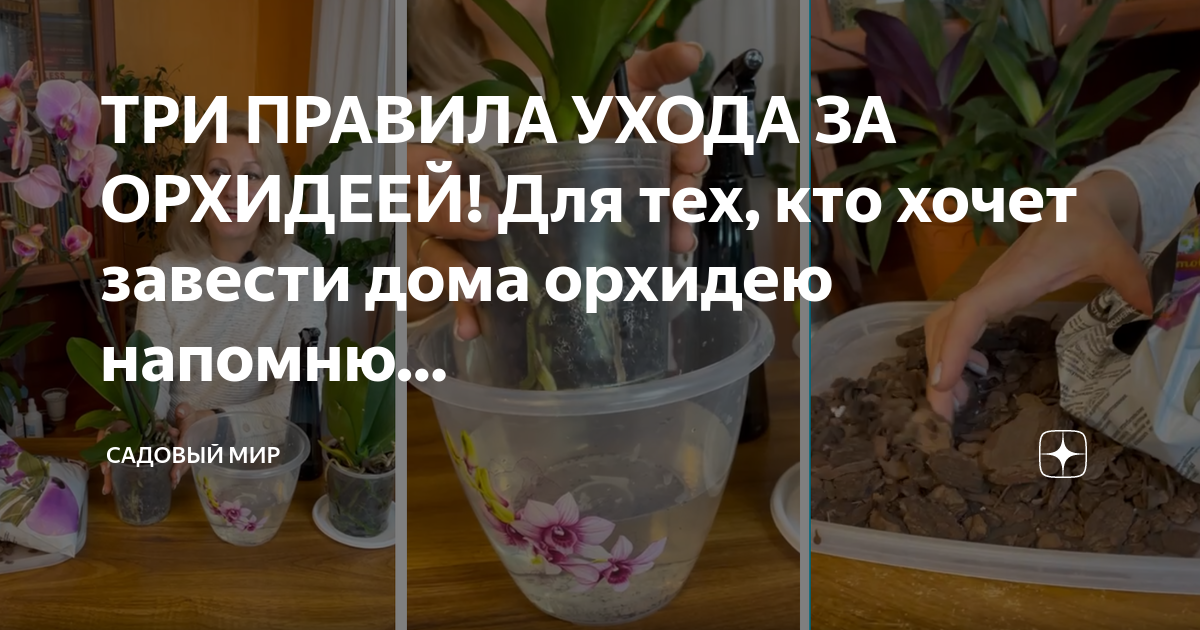 Орхидеи. правила ухода в домашних условиях, пересадка и болезни растения
