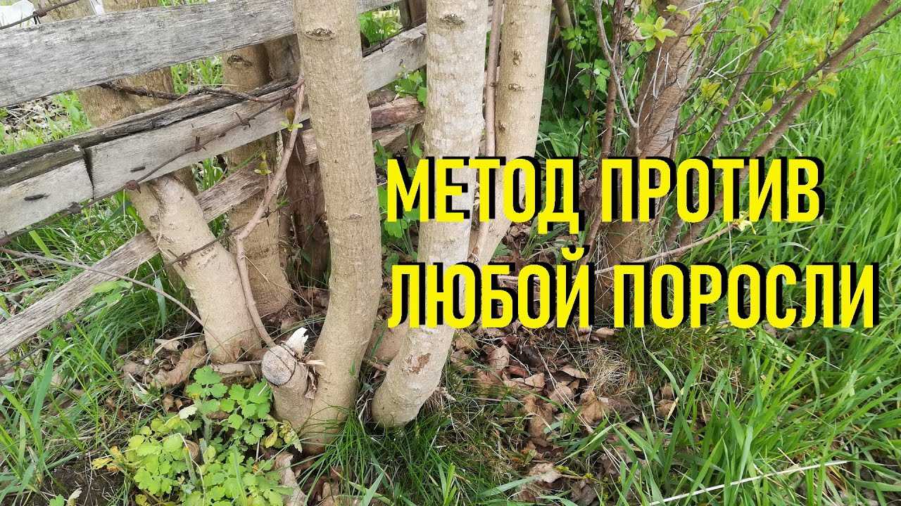 Удаление деревьев и пней на участке. все способы