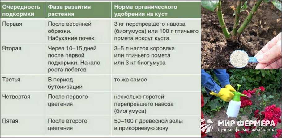 Советы по уходу за орхидеей во время цветения в домашних условиях