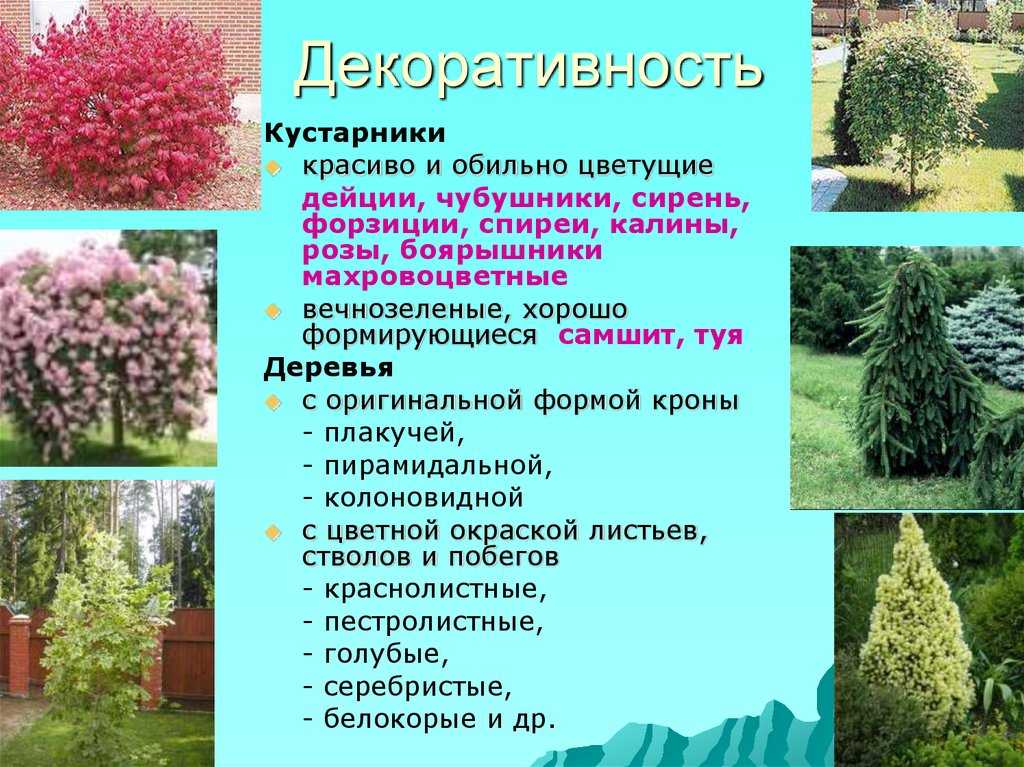 Быстрорастущие деревья для дачи. виды, описание, рекомендации