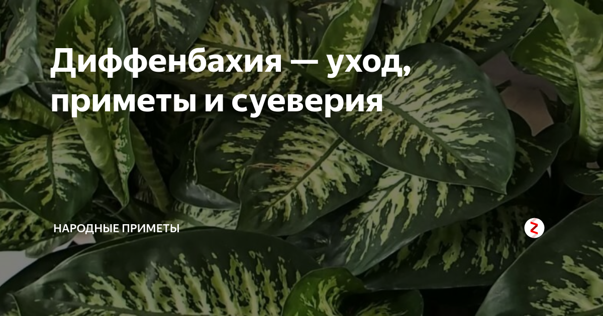 Какие цветы нельзя держать дома и почему? самые опасные цветы!