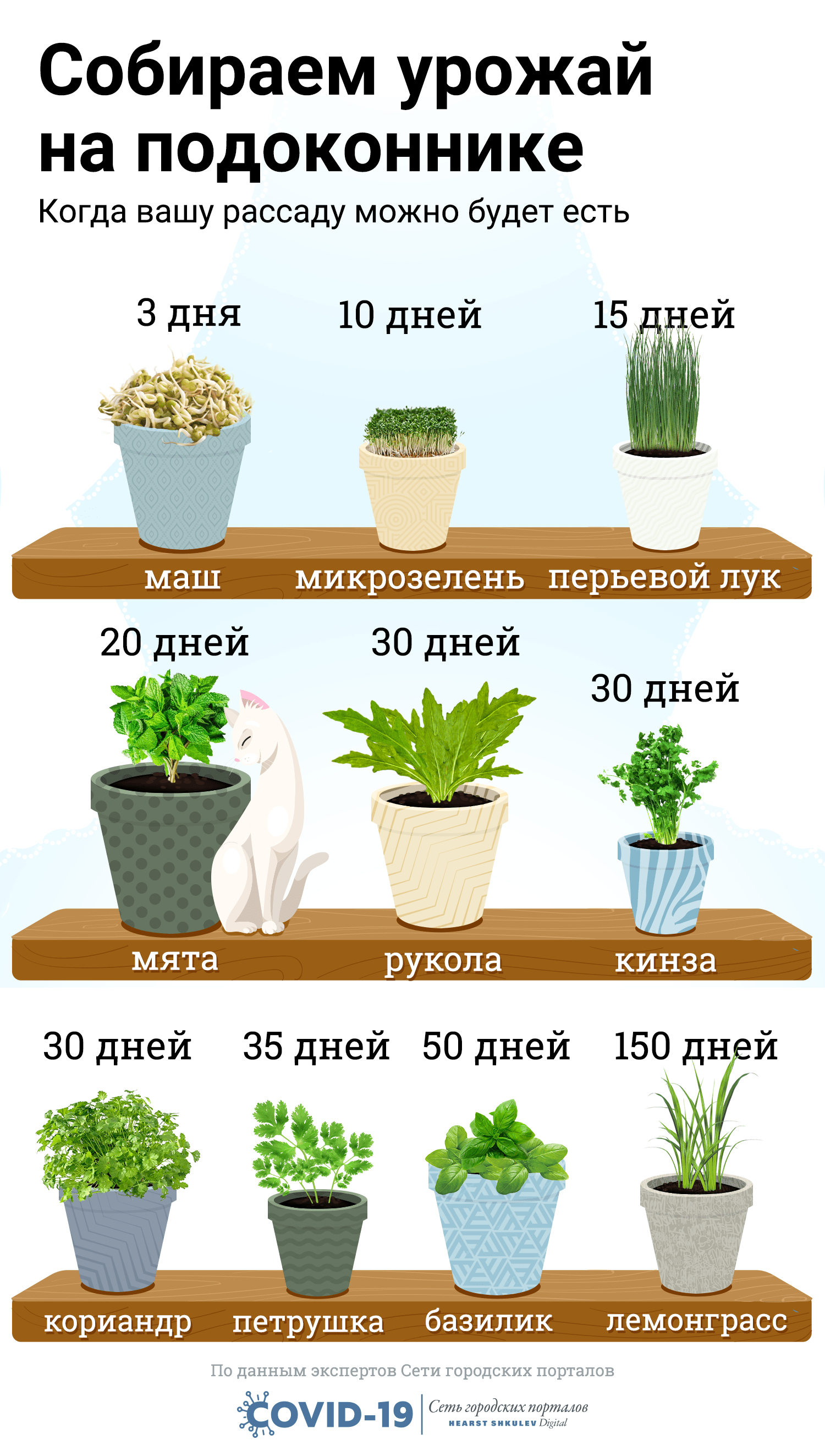 Как вырастить из косточки растение в домашних условиях? топ растений с практическими примерами!