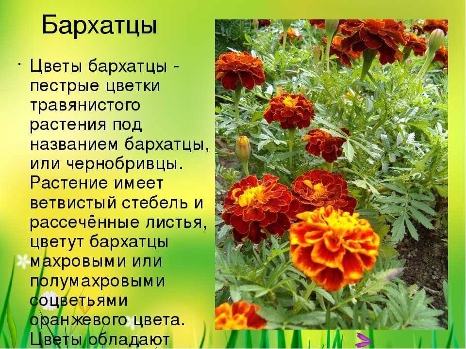 Бархатцы: низкорослые сорта с фото и названиями, желтые, белые, оранжевые, лимонные, шаровидные, лучшие для клумб, прямостоячие