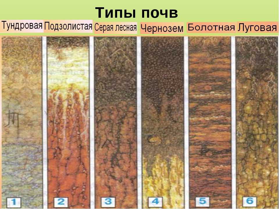 Виды и типы почв: таблица характеристик с описанием