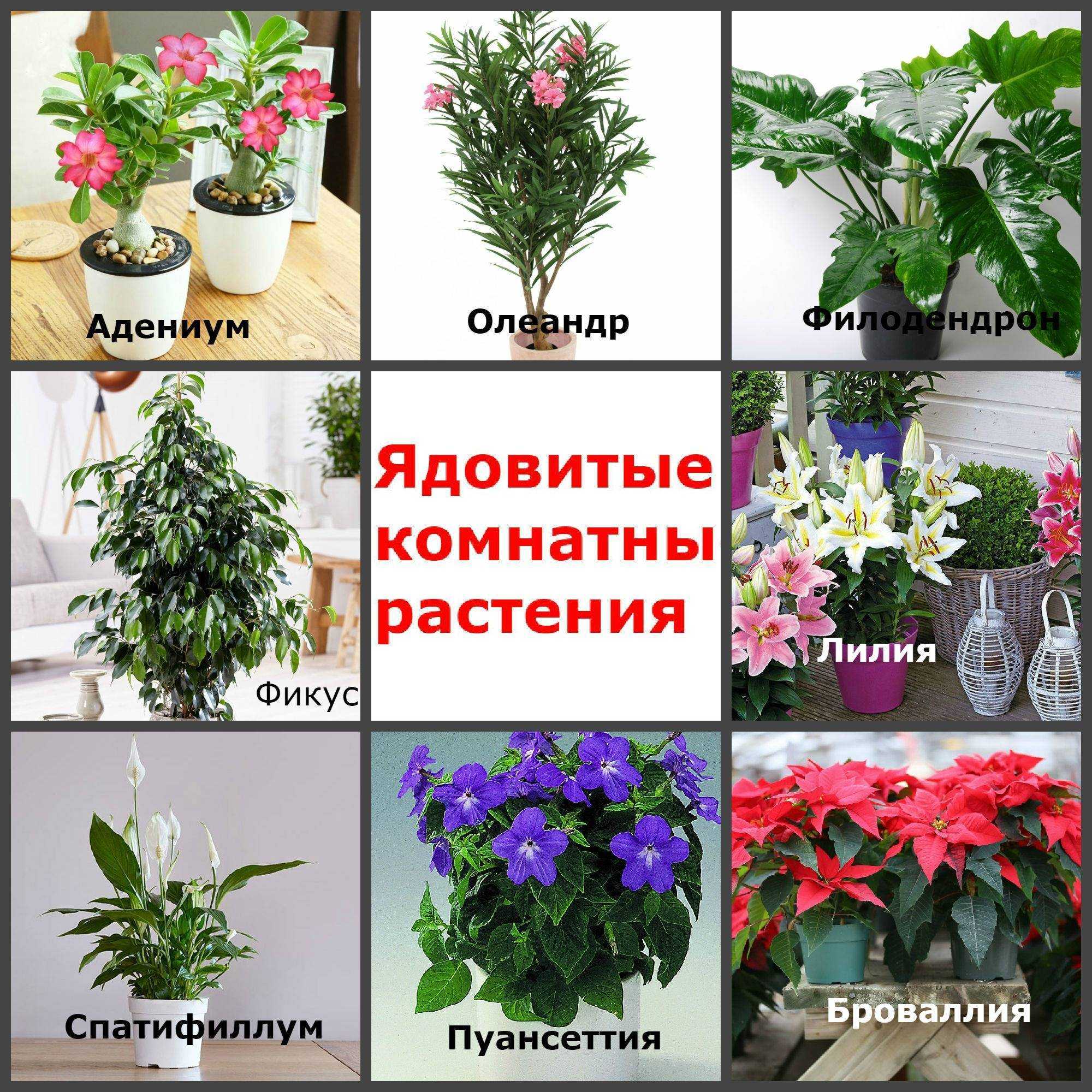 Луковичные комнатные растения с фото и названиями