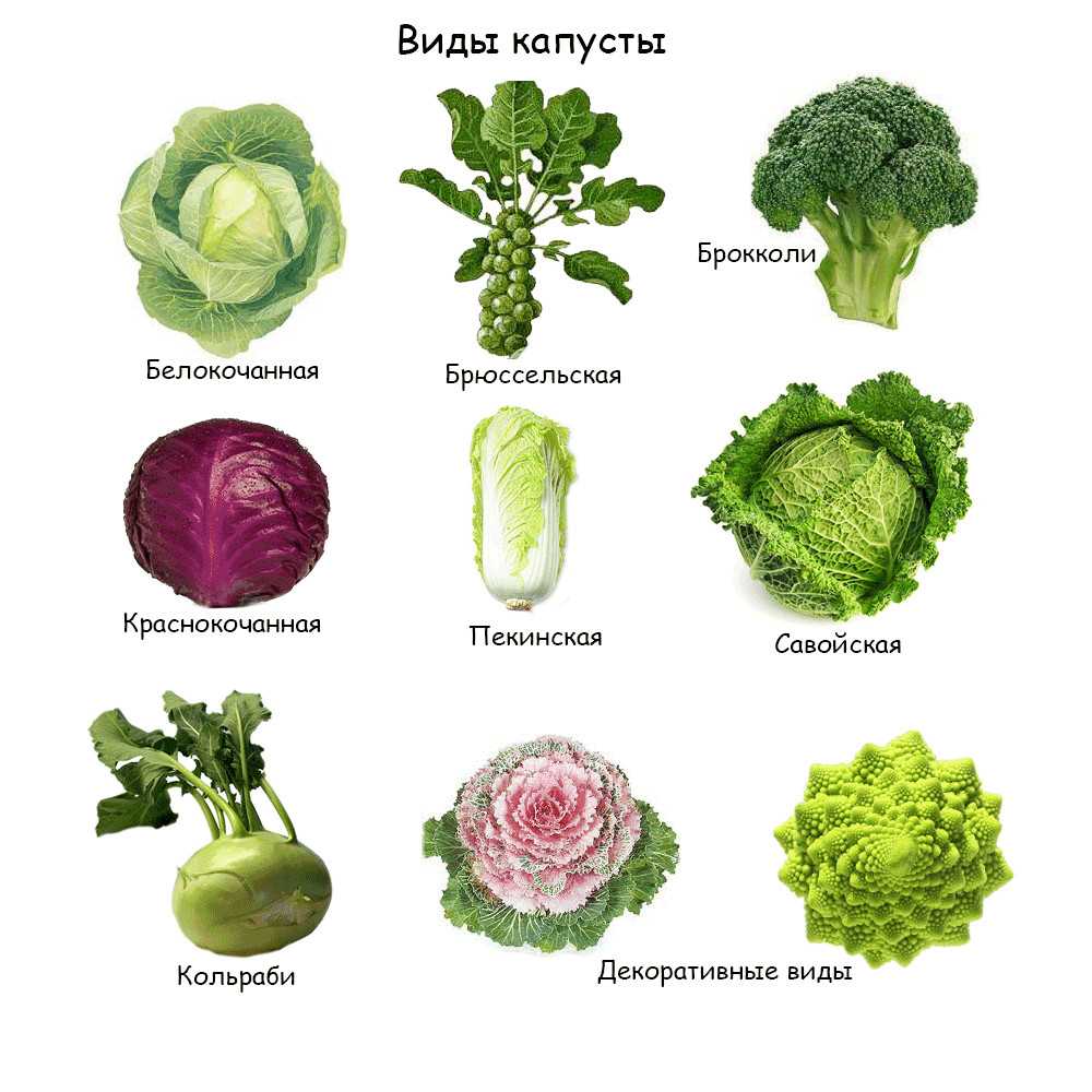 Лучшие сорта капусты с названиями описанием и их характеристикой