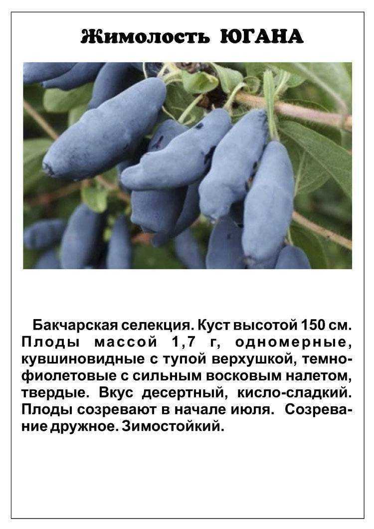 Сорта жимолости на любой вкус