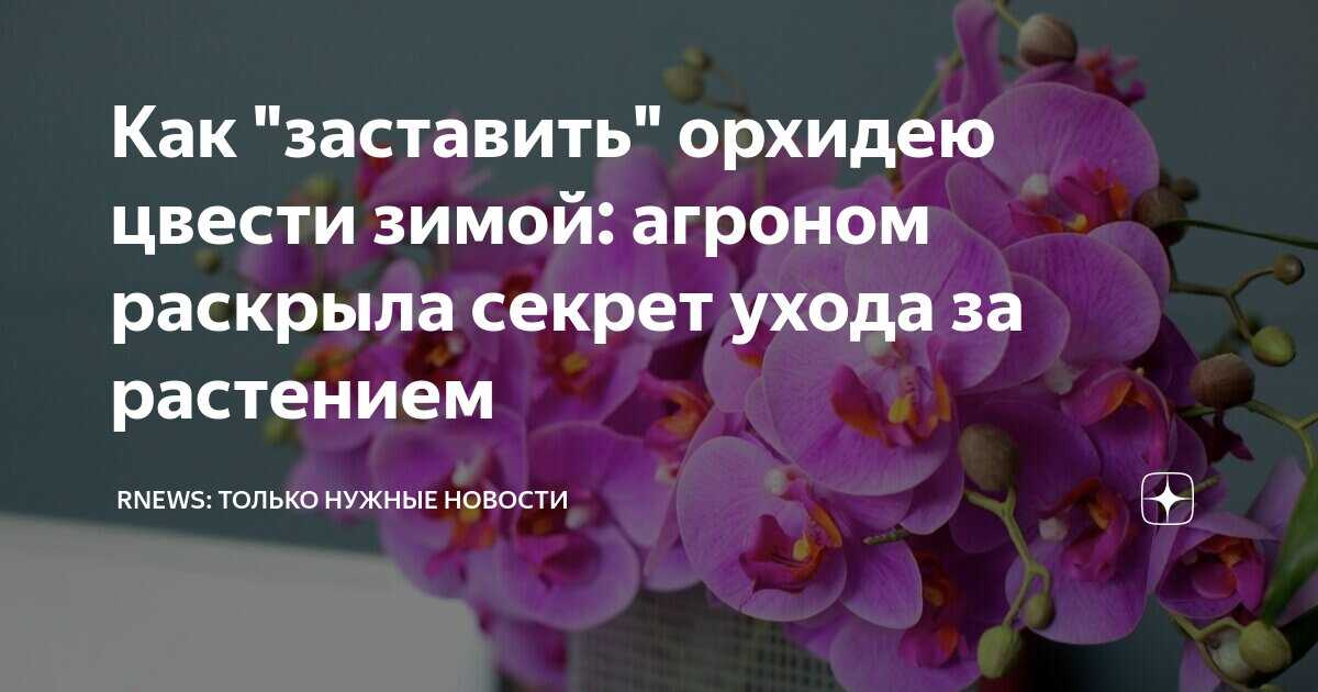 Стимуляторы и регуляторы роста растений: циркон, эпин, гуматы, атлет, байкал-эм1, стимулятор нарцисс, корневин, как разводить