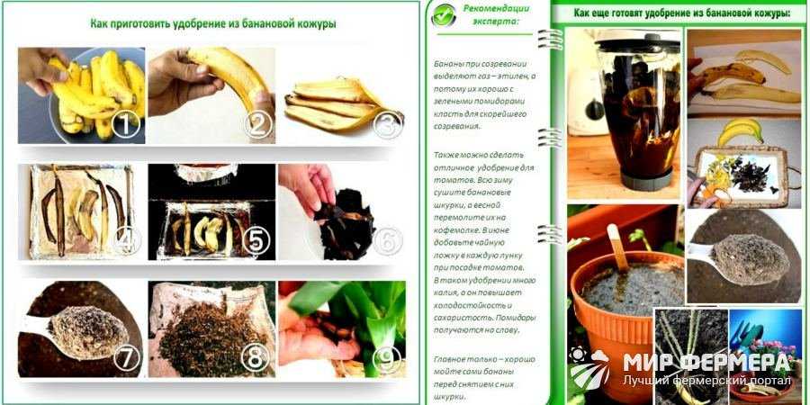 Кожура банана как удобрение - инструкция как приготовить правильно качественное удобрение для рассады своими руками (125 фото + видео)