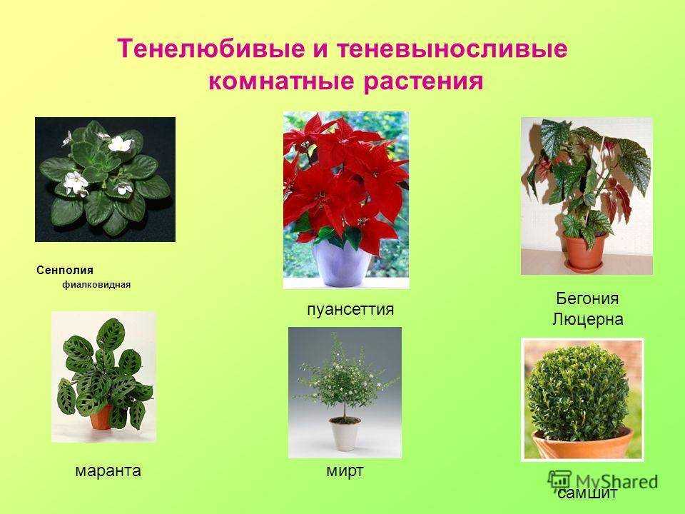 Смотрите подборку тенелюбивых комнатных растений с названиями и фото Расскажем про особенности и как лучше использовать в темных комнатах