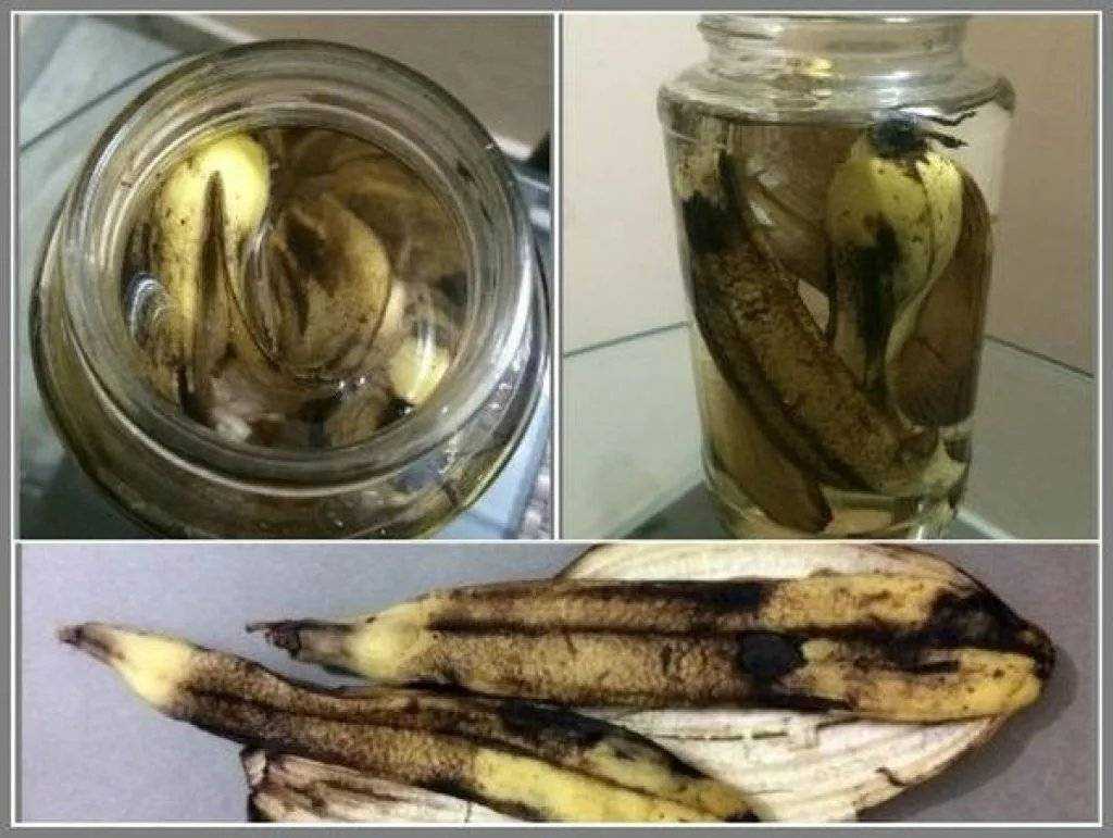 Удобрения из банановой кожуры для дома и сада