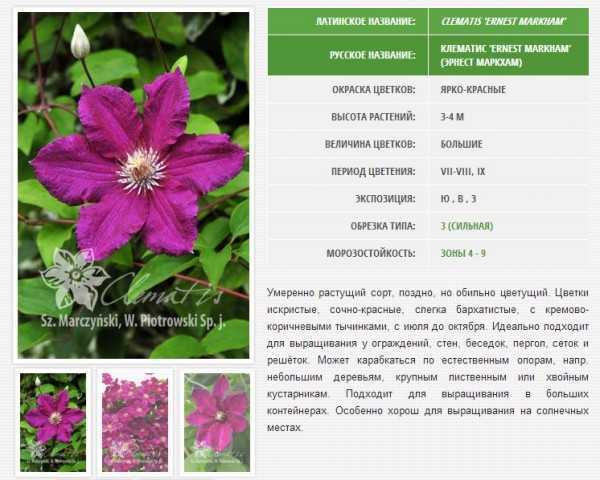 Клематисы - сорта с фото и описанием для новичков