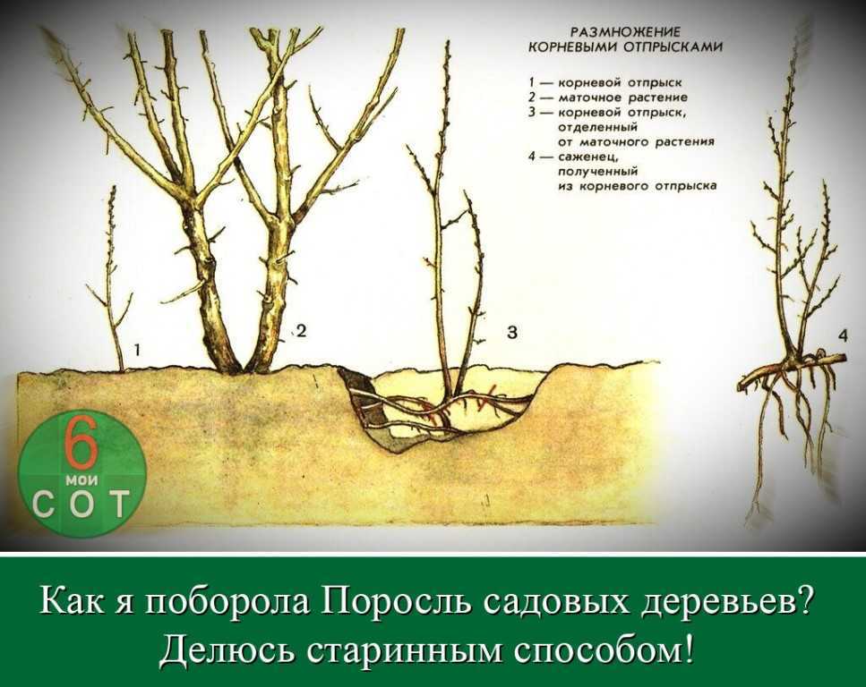 Борьба с сорняком на огороде проверенными методами